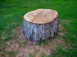 Best Tree Health Inspection  in , CO