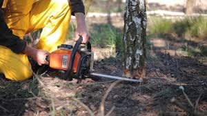 Best Lawn Watering Services  in , CO