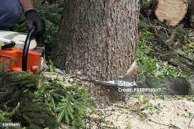 Best Tree Disease Treatment  in , CO
