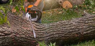 Best Stump Grinding and Removal  in , CO