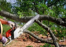 Best Tree Mulching  in , CO