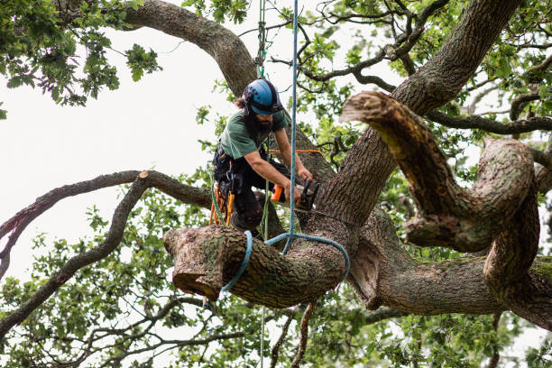Best Hazardous Tree Removal  in , CO