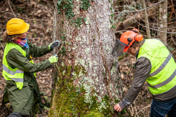 Best Emergency Tree Removal  in , CO