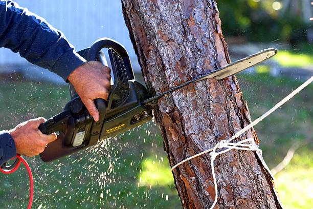 Best Commercial Tree Services  in , CO