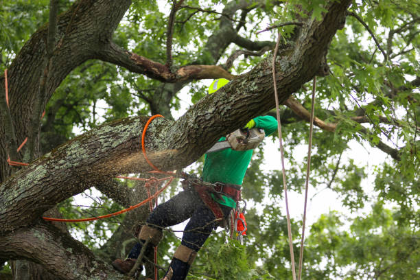 Best Utility Line Clearance  in , CO