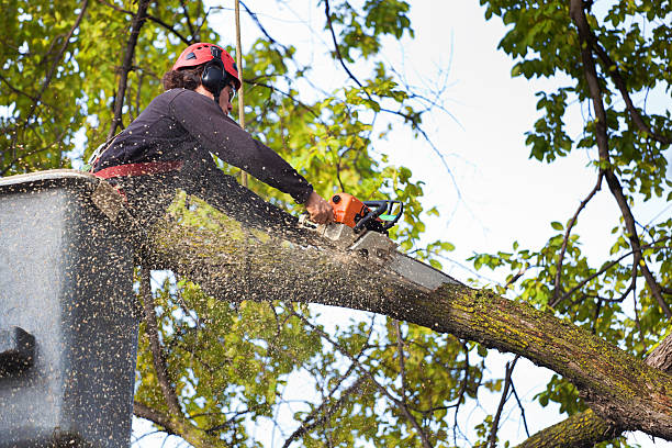 Best Storm Damage Tree Cleanup  in , CO