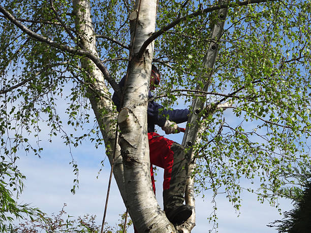  , CO Tree Care Pros