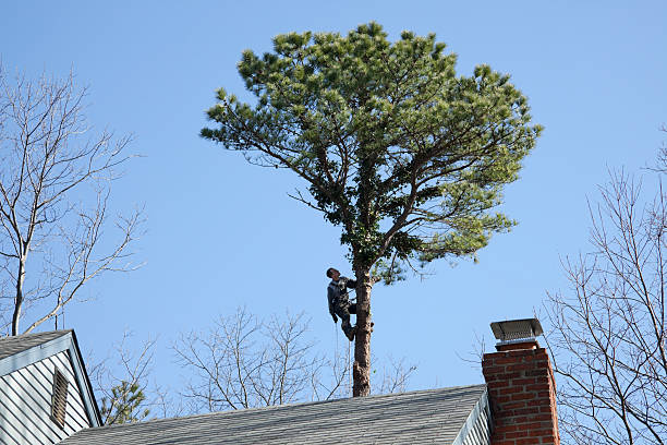 Best Root Management and Removal  in , CO