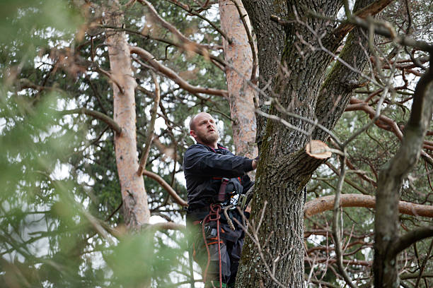 Best Fruit Tree Pruning  in , CO