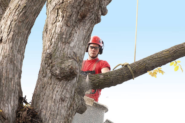 Best Fruit Tree Pruning  in , CO