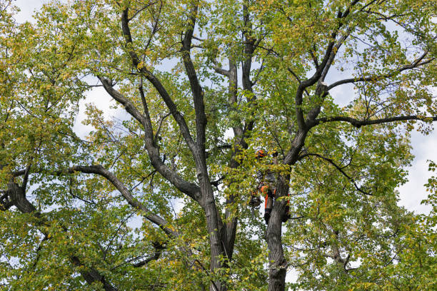 Best Tree Maintenance Programs  in , CO